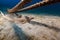 Crocodilefish in the tropical waters of the Red Sea.