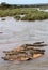 Crocodiles Basking in the Sun in Kruger National Park