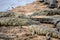 Crocodiles Basking in the Sun in Kruger National Park