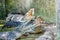 Crocodiles eating chicken meat during feeding time at the mini zoo crocodile farm