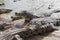 Crocodiles gathered for feeding, they are waiting for food