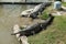 Crocodiles gavial Lat. Gavialis gangeticus