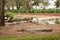 Crocodiles in Jungle/Zoo Park,wildlife Stock Photograph Image