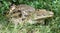 Crocodiles in a National Park in Africa