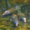 Crocodiles peeking from the water