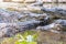 Crocodiles relaxing in the pond at the mini zoo crocodile farm