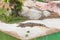 Crocodiles Resting at Crocodile Farm.