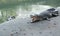 Crocodiles Resting at Crocodile Farm