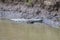 Crocodiles resting at the riverbank in Costa Rica wildlife caiman