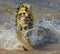 Crocodiles in the river Mara. Kenya. Maasai Mara. Africa.