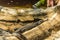 Crocodiles sitting in an enclosure in Chennai