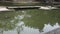 Crocodiles sleeping and resting and swimming in pool