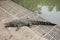 Crocodiles sleeping and resting and swimming in pool at the park in Nakhon Phatom, Thailand