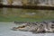 Crocodiles subfamily Crocodylinae or true crocodiles are large semiaquatic