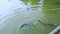 Crocodiles swim in farm pond visitor feeds with rod from bridge