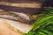 Crocodiles swim in a pond in a tropical zoo