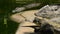 Crocodiles swimming and sunbathing in river of a natural park