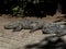 Crocodiles Taking Sunbath in a Zoo