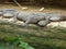 Crocodiles and turtles resting together.