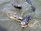 Crocodiles in the water are fighting for food