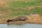 Crocodiles in Yala National Park in Sri Lanka