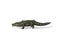 Crocodille Attack, Side View Seamless Loop, White Background