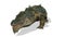 Crocodille Walking, Front View Seamless Loop, White Background