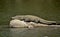 Crocodylus palustris- Marsh Crocodile basking on a river rock