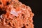 Crocoite, mineral that intrigues collectors.