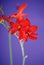 Crocosmia