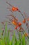 Crocosmia Close-up View