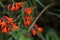 Crocosmia crocosmiiflora red flowers also known as Montbretia