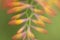 Crocosmia flower, abstract, double exposure