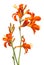 Crocosmia flower orange isolated on white background