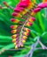 Crocosmia flower vertical closeup