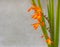 Crocosmia flowers