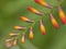 Crocosmia flowers, countryside, orange, beautiful, close up shot