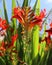 Crocosmia `Lucifer`