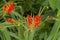 Crocosmia Lucifer Red Flowers and Buds