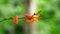 Crocosmia masoniorum (also called called the giant montbretia, Tritonia masoniorum) flower