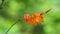 Crocosmia masoniorum (also called called the giant montbretia, Tritonia masoniorum) flower