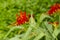 Crocosmia Montbrecia Lucifer Red Flowers Profile