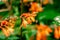 Crocosmia, montbretia. Crocosmias are multi-flowered perennials