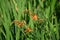 Crocosmia ( Montbretia ) flowers.