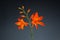 Crocosmia (Montbretia) Flowers on Gray Background