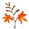 Crocosmia (Montbretia) Flowers on White Background