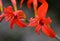 Crocosmia is a small genus of flowering plants