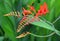 Crocosmia is a small genus of flowering plants