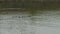 Crocs Swimming in Grey Plain River Water, Colombia