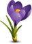 Crocus